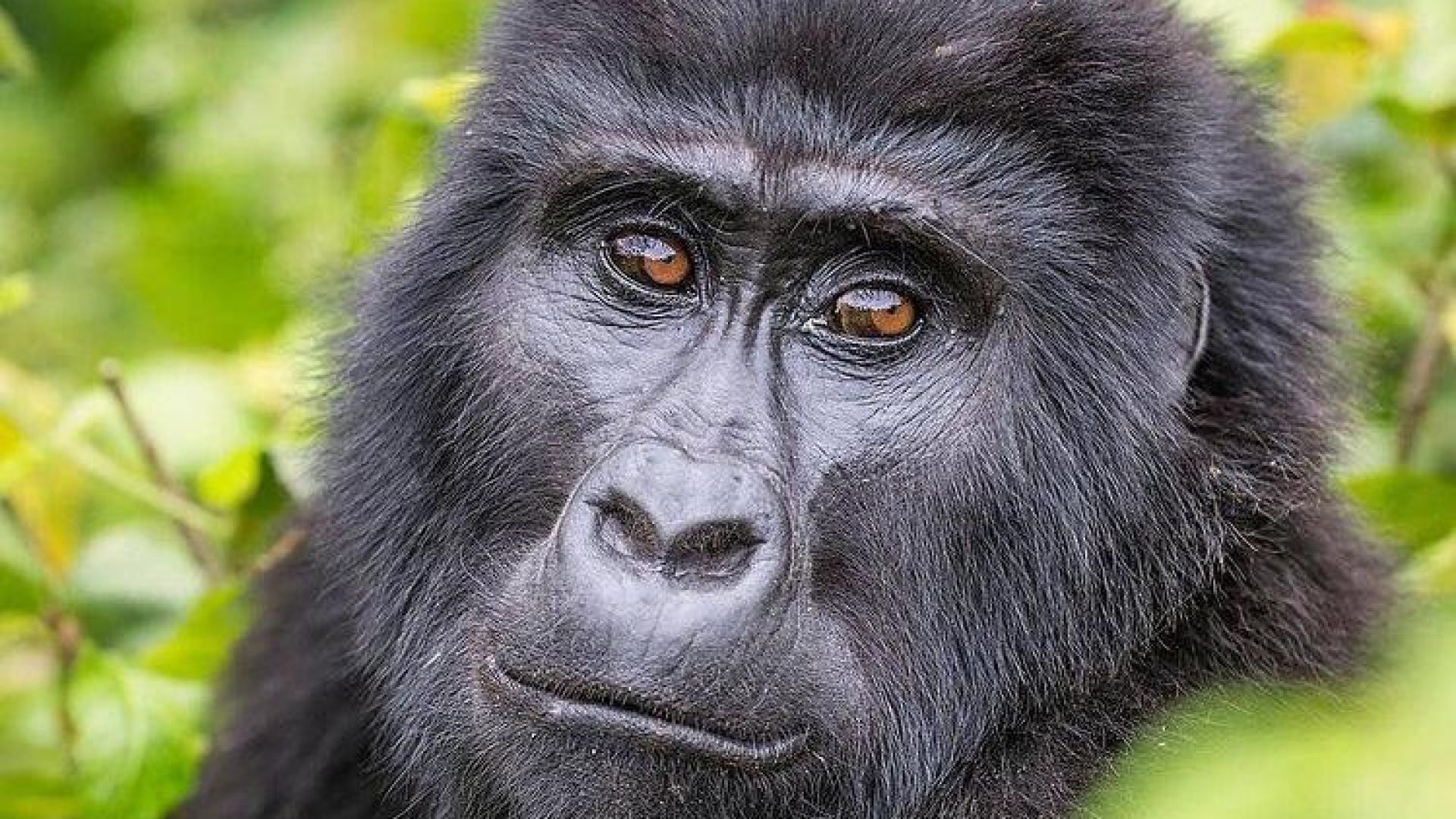 Bwindi Gorilla Trekking