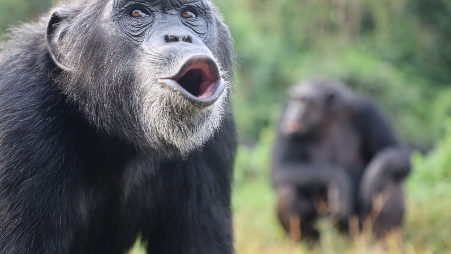 Transfer from Kampala to Kibale National Park – Arrival at Volcanoes Safaris Kibale Lodge