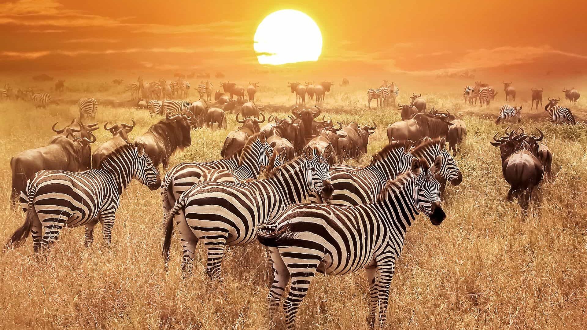 Ngorongoro Crater
