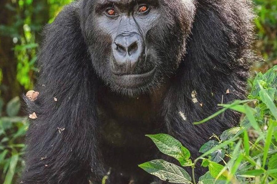3-Day Trackers Safari Lodge Gorilla Trekking