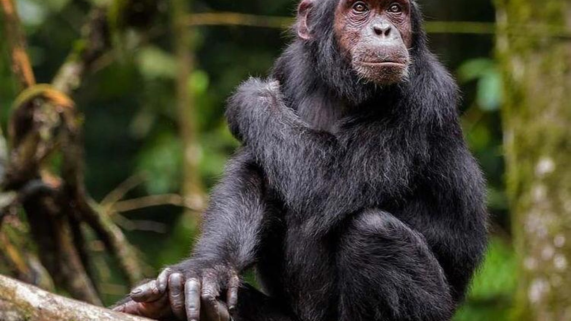 Drive from Kampala to Kibale National Park – Check-in at Tabebuia Spa and Safari Lodge