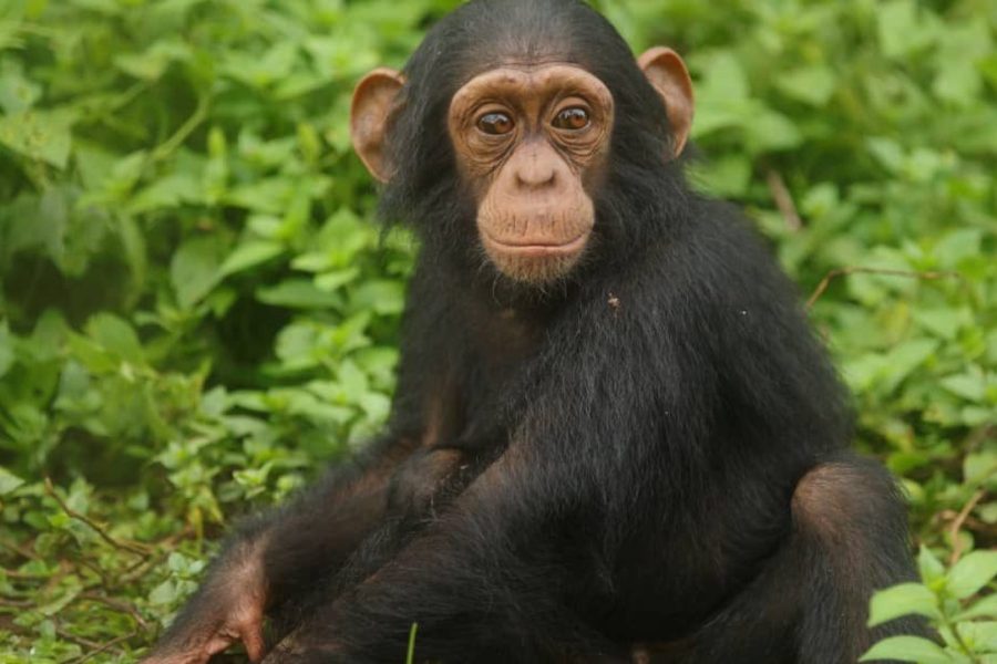 3-Day Aramaga Rift valley Lodge Chimpanzee Trekking