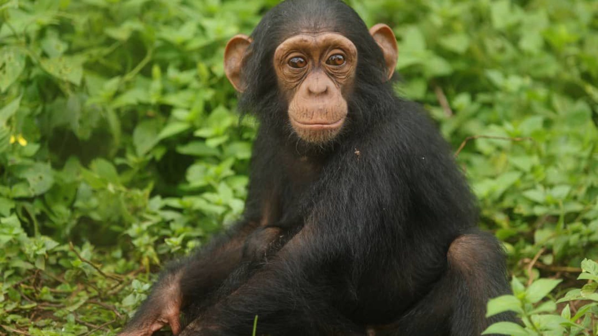 Day 2: Chimpanzee Trekking in Kibale Forest – Afternoon Bigodi Swamp Walk