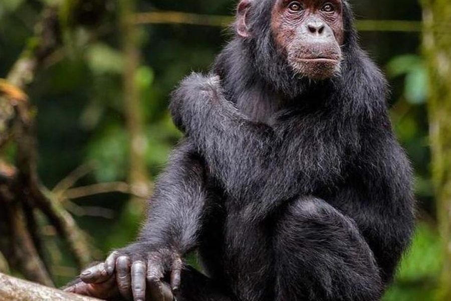 3-Day Primates Lodge Chimpanzee Trekking